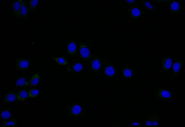 Immunofluorescence staining of HepG2 with CSB-RA949150A0HU at 1:25, counter-stained with DAPI. The cells were fixed in 4% formaldehyde and blocked in 10% normal Goat Serum. The cells were then incubated with the antibody overnight at 4°C. The secondary antibody was Alexa Fluor 505-congugated AffiniPure Goat Anti-Rabbit IgG(H+L) .