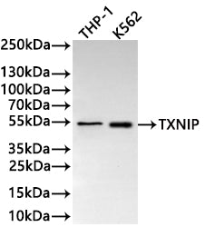 Western Blot
Positive WB detected in: THP-1 whole cell lysate(30µg) , K562 whole cell lysate(30µg) 
All lanes: TXNIP antibody at 1:1000
Secondary
Goat polyclonal to rabbit IgG at 1/40000 dilution
Predicted band size: 44 kDa kDa
Observed band size: 53 kDa kDa
Exposure time：2min
