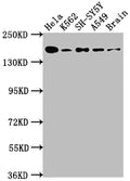 APC Antibody – Figure 1 of 2
