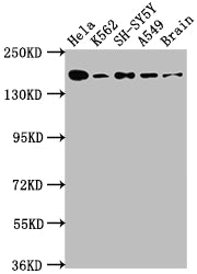 APC Antibody – Figure 1 of 2