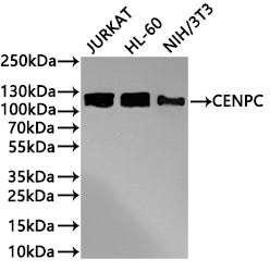 Western Blot
Positive WB detected in:JURKAT whole cell lysate(30µg) , HL-60 whole cell lysate(30µg) , NIH/3T3 whole cell lysate(30µg) 
All lanes: CENPC antibody at 1:1000
Secondary
Goat polyclonal to rabbit IgG at 1/40000 dilution
Predicted band size: 107 kDa
Observed band size: 120 kDa
Exposure time：1min