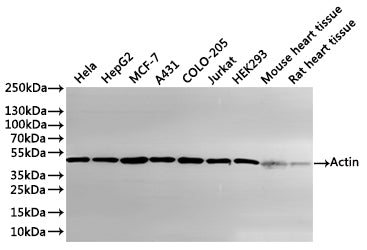 Western Blot
Positive WB detected in: Hela whole cell lysate(30µg), HepG2 whole cell lysate(30µg), MCF-7 whole cell lysate(30µg), A431 whole cell lysate(30µg), COLO-205 whole cell lysate(30µg), Jurkat whole cell lysate(30µg), HEK293 whole cell lysate(30µg), Mouse heart tissue lysate(30µg), Rat heart tissue lysate(30µg)
All lanes: Actin antibody at 1:1000
Secondary
Goat polyclonal to rabbit IgG at 1/40000 dilution
Predicted band size: 42 kDa
Observed band size: 42 kDa
Exposure time：1min