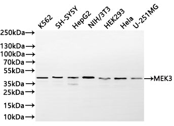 Western Blot
Positive WB detected in: K562 whole cell lysate(20µg) ,SH-SY5Y whole cell lysate(20µg) , HepG2 whole cell lysate(20µg) , NIH/3T3 whole cell lysate(20µg) ,HEK293 whole cell lysate(20µg) ,Hela whole cell lysate(20µg) ,U-251MG whole cell lysate(20µg) 
All lanes: MEK3 antibody at 1:1000
Secondary
Goat polyclonal to rabbit IgG at 1/40000 dilution
Predicted band size: 39 kDa
Observed band size: 36,39 kDa
Exposure time：30s