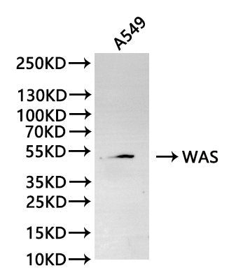 Western Blot, 
Positive WB detected in:A549 whole cell lysate(30µg)
All lanes: WAS antibody at 1:1000
Secondary
Goat polyclonal to rabbit IgG at 1/40000 dilution
Predicted band size: 53 kDa
Observed band size: 53 kDa
Exposure time：120s