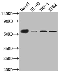 Western Blot
Positive WB detected in: Daudi whole cell lysate, HL-60 whole cell lysate, THP-1 cell lysate, K562 cell lysate
All lanes: CD27 antibody at 1:1000
Secondary
Goat polyclonal to rabbit IgG at 1/50000 dilution
Predicted band size: 30 kDa
Observed band size: 55 kDa