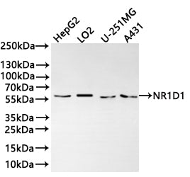 Western Blot
Positive WB detected in:  HepG2 whole cell lysate(30µg) , LO2 whole cell lysate(30µg) , U-251MG whole cell lysate(30µg) , A431 whole cell lysate(30µg) 
All lanes: NR1D1 antibody at 1:1000
Secondary
Goat polyclonal to rabbit IgG at 1/40000 dilution
Predicted band size: 67 kDa
Observed band size: 58 kDa
Exposure time：2min