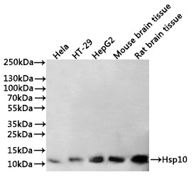 Western Blot
Positive WB detected in: Hela whole cell lysate(30µg), HT-29 whole cell lysate(30µg), HepG2 whole cell lysate(30µg), Mouse brain tissue lysate(30µg), Rat kidney tissue lysate(30µg)
All lanes: Hsp10 antibody at 1:1000
Secondary
Goat polyclonal to rabbit IgG at 1/40000 dilution
Predicted band size: 11 kDa
Observed band size: 11 kDa
Exposure time：1min