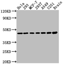 MAP2K1 Antibody – Figure 1 of 3