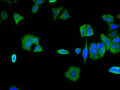 Immunofluorescence staining of MCF-7 cell with CSB-RA960273A0HU at 1:50, counter-stained with DAPI. The cells were fixed in 4% formaldehyde, permeabilized using 0.2% Triton X-100 and blocked in 10% normal Goat Serum. The cells were then incubated with the antibody overnight at 4°C. The secondary antibody was Alexa Fluor 488-congugated AffiniPure Goat Anti-Rabbit IgG(H+L) .
