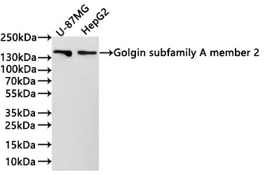 Western Blot
Positive WB detected in: U-87MG whole cell lysate(30µg) , HepG2 whole cell lysate(30µg) 
All lanes: Golgin subfamily A member 2 antibody at 1:1000
Secondary
Goat polyclonal to rabbit IgG at 1/40000 dilution
Predicted band size: 113 kDa
Observed band size: 140 kDa
Exposure time：3min