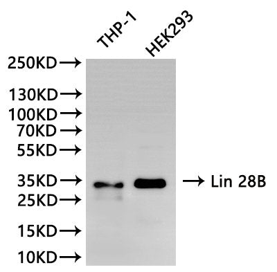 Western Blot, 
Positive WB detected in:THP-1 whole cell lysate(30µg), HEK293 whole cell lysate(30µg)
All lanes: Lin 28B antibody at 1:1000
Secondary
Goat polyclonal to rabbit IgG at 1/40000 dilution
Predicted band size: 27 kDa
Observed band size: 30 kDa
Exposure time：120s