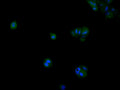 Immunofluorescence staining of MCF-7 cell with CSB-RA963260A0HU at 1:50, counter-stained with DAPI. The cells were fixed in 4% formaldehyde, permeabilized using 0.2% Triton X-100 and blocked in 10% normal Goat Serum. The cells were then incubated with the antibody overnight at 4°C. The secondary antibody was Alexa Fluor 488-congugated AffiniPure Goat Anti-Rabbit IgG(H+L) .
