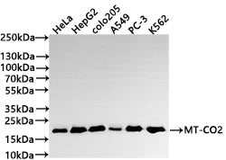 Western Blot
Positive WB detected in: HeLa whole cell lysate(30µg) , HepG2 whole cell lysate(30µg) , COLO205 whole cell lysate(30µg) , A549 whole cell lysate, PC-3 whole cell lysate(30µg) , K562 whole cell lysate(30µg) 
All lanes: MT-CO2 antibody at 1:1000
Secondary
Goat polyclonal to rabbit IgG at 1/50000 dilution
Predicted band size: 26 kDa
Observed band size: 21 kDa
Exposure time: 1min