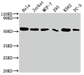 Western Blot
Positive WB detected in: Hela whole cell lysate, Jurkat whole cell lysate, MCF-7 whole cell lysate, 293 whole cell lysate, K562 whole cell lysate, PC-3 whole cell lysate
All lanes: CDC37 antibody at 1:2000
Secondary
Goat polyclonal to rabbit IgG at 1/50000 dilution
Predicted band size: 45 kDa
Observed band size: 50 kDa