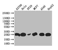 Western Blot
Positive WB detected in: HT29 whole cell lysate, Hela whole cell lysate, HT29 whole cell lysate, MCF7 whole cell lysate, A549 whole cell lysate, HEPG2 whole cell lysate
All lanes: HE4 antibody at 1:1000
Secondary
Goat polyclonal to rabbit IgG at 1/50000 dilution
Predicted band size: 25 kDa
Observed band size: 25 kDa