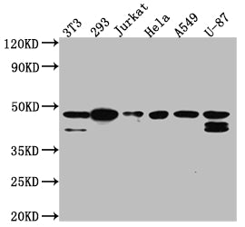 Western Blot
Positive WB detected in: NIH/3T3 whole cell lysate, 293 whole cell lysate, Jurkat whole cell lysate, Hela whole cell lysate, A549 whole cell lysate, U-87 whole cell lysate
All lanes: CKII alpha antibody at 1:1000
Secondary
Goat polyclonal to rabbit IgG at 1/50000 dilution
Predicted band size: 46, 30 kDa
Observed band size: 45 kDa