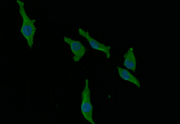 Immunofluorescence staining of MCF-7 with CSB-RA965823A0HU at 1:30, counter-stained with DAPI. The cells were fixed in 4% formaldehyde and blocked in 10% normal Goat Serum. The cells were then incubated with the antibody overnight at 4°C. The secondary antibody was Alexa Fluor 492-congugated AffiniPure Goat Anti-Rabbit IgG(H+L) .