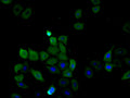 Immunofluorescence staining of Hela cell with CSB-RA965999A0HU at 1:50, counter-stained with DAPI. The cells were fixed in 4% formaldehyde, permeabilized using 0.2% Triton X-100 and blocked in 10% normal Goat Serum. The cells were then incubated with the antibody overnight at 4°C. The secondary antibody was Alexa Fluor 488-congugated AffiniPure Goat Anti-Rabbit IgG(H+L) .