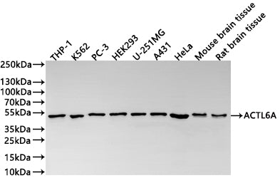 Western Blot
Positive WB detected in: THP-1 whole cell lysate(30µg) , K562 whole cell lysate(30µg) , PC-3 whole cell lysate(30µg) , HEK293 whole cell lysate(30µg) , U-251MG whole cell lysate(30µg) , A431 whole cell lysate(30µg) , HeLa whole cell lysate(30µg) , Mouse brain tissue lysate(30µg) , Rat brain tissue lysate(30µg) 
All lanes: ACTL6A antibody at 1:1000
Secondary
Goat polyclonal to rabbit IgG at 1/40000 dilution
Predicted band size: 47 kDa
Observed band size: 47 kDa
Exposure time：30s