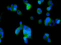 Immunofluorescence staining of HepG2 cell with CSB-RA967882A0HU at 1:50 , counter-stained with DAPI. The cells were fixed in 4% formaldehyde, permeabilized using 0.2% Triton X-100 and blocked in 10% normal Goat Serum. The cells were then incubated with the antibody overnight at 4°C. The secondary antibody was Alexa Fluor 488-congugated AffiniPure Goat Anti-Rabbit IgG(H+L).