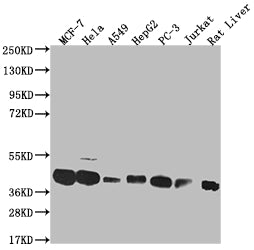Western Blot
Positive WB detected in: MCF-7 whole cell lysate, Hela whole cell lysate, A549 whole cell lysate, HepG2 whole cell lysate, PC-3 whole cell lysate, Jurkat whole cell lysate, Rat liver tissue
All lanes: MAS1L antibody at 1:1000
Secondary
Goat polyclonal to rabbit IgG at 1/50000 dilution
Predicted band size: 43 kDa
Observed band size: 36-50 kDa