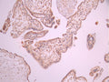 IHC image of CSB-RA971760A0HU diluted at 1:100 and staining in paraffin-embedded human placenta tissue performed on a Leica BondTM system. After dewaxing and hydration, antigen retrieval was mediated by high pressure in a citrate buffer (pH 6.0). Section was blocked with 10% normal goat serum 30min at RT. Then primary antibody (1% BSA) was incubated at 4°C overnight. The primary is detected by a Goat anti-rabbit polymer IgG labeled by HRP and visualized using 0.05% DAB.