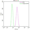 Overlay Peak curve showing Hela cells stained with CSB-RA975916A0HU (red line) at 1:100. The cells were fixed in 4% formaldehyde and permeated by 0.2% TritonX-100 for 10min. Then 10% normal goat serum to block non-specific protein-protein interactions followed by the antibody (1ug/1*10 6 cells) for 45min at 4℃.