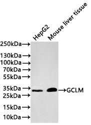 Western Blot
Positive WB detected in: HepG2 whole cell lysate(20µg) ,Mouse liver tissue lysate(20µg) 
All lanes: GCLM antibody at 1:1000
Secondary
Goat polyclonal to rabbit IgG at 1/40000 dilution
Predicted band size: 31 kDa
Observed band size: 31 kDa
Exposure time：2min