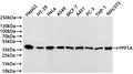 Western Blot
Positive WB detected in: HepG2 whole cell lysate(30µg) , HT-29 whole cell lysate(30µg) , HeLa whole cell lysate(30µg) , A549 whole cell lysate(30µg) , MCF-7 whole cell lysate(30µg) , A431 whole cell lysate(30µg) , PC-3 whole cell lysate(30µg) , THP-1 whole cell lysate(30µg) , NIH/3T3 whole cell lysate(30µg) 
All lanes: PPP1A antibody at 1:1000
Secondary
Goat polyclonal to rabbit IgG at 1/40000 dilution
Predicted band size: 37 kDa
Observed band size: 37 kDa
Exposure time：5s