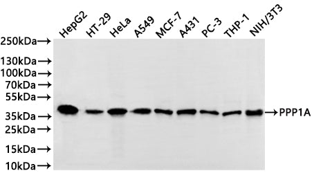 Western Blot
Positive WB detected in: HepG2 whole cell lysate(30µg) , HT-29 whole cell lysate(30µg) , HeLa whole cell lysate(30µg) , A549 whole cell lysate(30µg) , MCF-7 whole cell lysate(30µg) , A431 whole cell lysate(30µg) , PC-3 whole cell lysate(30µg) , THP-1 whole cell lysate(30µg) , NIH/3T3 whole cell lysate(30µg) 
All lanes: PPP1A antibody at 1:1000
Secondary
Goat polyclonal to rabbit IgG at 1/40000 dilution
Predicted band size: 37 kDa
Observed band size: 37 kDa
Exposure time：5s