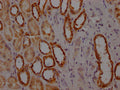 IHC image of CSB-RA978157A0HU diluted at 1:100 and staining in paraffin-embedded human kidney tissue performed on a Leica BondTM system. After dewaxing and hydration, antigen retrieval was mediated by high pressure in a citrate buffer (pH 6.0) . Section was blocked with 10% normal goat serum 30min at RT. Then primary antibody (1% BSA) was incubated at 4℃ overnight. The primary is detected by a Goat anti-rabbit IgG polymer labeled by HRP and visualized using 0.05% DAB.