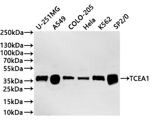 Western Blot
Positive WB detected in: U-251MG whole cell lysate(20µg) ,A549 whole cell lysate(20µg) , COLO-205 whole cell lysate(20µg) , Hela whole cell lysate(20µg) ,K562 whole cell lysate(20µg) ,SP2/0 whole cell lysate(20µg) 
All lanes: TCEA1 antibody at 1:1000
Secondary
Goat polyclonal to rabbit IgG at 1/40000 dilution
Predicted band size: 34 kDa
Observed band size: 37 kDa
Exposure time：2min