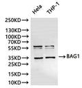 Western Blot
Positive WB detected in: Hela whole cell lysate(30µg), THP-1 whole cell lysate(30µg)
All lanes:BAG1 antibody at 1:1000
Secondary
Goat polyclonal to rabbit IgG at 1/40000 dilution
Predicted band size: 39 kDa
Observed band size: 35, 46 kDa
Exposure time：2min
