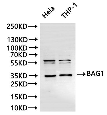 Western Blot
Positive WB detected in: Hela whole cell lysate(30µg), THP-1 whole cell lysate(30µg)
All lanes:BAG1 antibody at 1:1000
Secondary
Goat polyclonal to rabbit IgG at 1/40000 dilution
Predicted band size: 39 kDa
Observed band size: 35, 46 kDa
Exposure time：2min