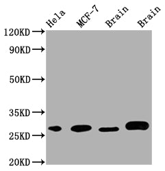 Western Blot
Positive WB detected in: Hela whole cell lysate, MCF-7 whole cell lysate, Mouse Brain whole cell lysate, Rat Brain whole cell lysate
All lanes: GRB2 antibody at 1:1000
Secondary
Goat polyclonal to rabbit IgG at 1/50000 dilution
Predicted band size: 26, 21 kDa
Observed band size: 28 kDa