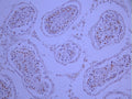 IHC image of CSB-RA981712A0HU diluted at 1:100 and staining in paraffin-embedded human testis tissue performed on a Leica BondTM system. After dewaxing and hydration, antigen retrieval was mediated by high pressure in a citrate buffer (pH 6.0). Section was blocked with 10% normal goat serum 30min at RT. Then primary antibody (1% BSA) was incubated at 4°C overnight. The primary is detected by a Goat anti-rabbit polymer IgG labeled by HRP and visualized using 0.05% DAB.
