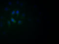 Immunofluorescence staining of A549 with CSB-RA982003A0HU at 1:60, counter-stained with DAPI. The cells were fixed in 4% formaldehyde and blocked in 10% normal Goat Serum. The cells were then incubated with the antibody overnight at 4°C. The secondary antibody was Alexa Fluor 522-congugated AffiniPure Goat Anti-Rabbit IgG(H+L) .