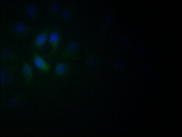 Immunofluorescence staining of A549 with CSB-RA982003A0HU at 1:60, counter-stained with DAPI. The cells were fixed in 4% formaldehyde and blocked in 10% normal Goat Serum. The cells were then incubated with the antibody overnight at 4°C. The secondary antibody was Alexa Fluor 522-congugated AffiniPure Goat Anti-Rabbit IgG(H+L) .