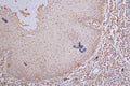 IHC image of CSB-RA984483A0HU diluted at 1:100 and staining in paraffin-embedded human tonsil tissue performed on a Leica BondTM system. After dewaxing and hydration, antigen retrieval was mediated by high pressure in a citrate buffer (pH 6.0) . Section was blocked with 10% normal goat serum 30min at RT. Then primary antibody (1% BSA) was incubated at 4°C overnight. The primary is detected by a Goat anti-rabbit polymer IgG labeled by HRP and visualized using 0.65% DAB.