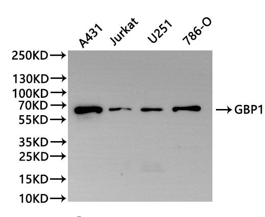 Western Blot, 
Positive WB detected in:A431 whole cell lysate(30µg), Jurkat whole cell lysate(30µg), U251 whole cell lysate(30µg), 786-O whole cell lysate(30µg)
All lanes: GBP1 antibody at 1:1000
Secondary
Goat polyclonal to rabbit IgG at 1/40000 dilution
Predicted band size: 68 kDa
Observed band size: 68 kDa
Exposure time：120s