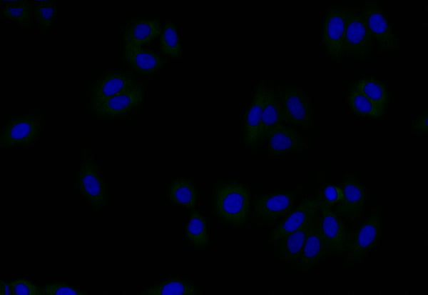 Immunofluorescence staining of HepG2 with CSB-RA986776A0HU at 1:50, counter-stained with DAPI. The cells were fixed in 4% formaldehyde and blocked in 10% normal Goat Serum. The cells were then incubated with the antibody overnight at 4°C. The secondary antibody was Alexa Fluor 510-congugated AffiniPure Goat Anti-Rabbit IgG(H+L) .