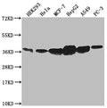 Western Blot
Positive WB detected in: HEK293 whole cell lysate, Hela whole cell lysate, MCF-7 whole cell lysate, HepG2 whole cell lysate, A549 whole cell lysate, PC3 whole cell lysate
All lanes: ANXA2 antibody at 1:1000
Secondary
Goat polyclonal to rabbit IgG at 1/50000 dilution
Predicted band size: 39, 41 kDa
Observed band size: 36-45 kDa