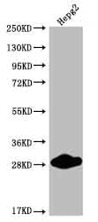 Western Blot
Positive WB detected in: HepG2 whole cell lysate
All lanes: CDX1 antibody at 1:2000
Secondary
Goat polyclonal to rabbit IgG at 1/50000 dilution
Predicted band size: 29, 15 kDa
Observed band size: 25-30 kDa