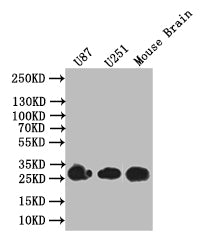 Western Blot
Positive WB detected in: U87 whole cell lysate, U251 whole cell lysate, Mouse Brain tissue lysate
All lanes: BDNF antibody at 1:1000
Secondary
Goat polyclonal to rabbit IgG at 1/50000 dilution
Predicted band size: 28 kDa
Observed band size: 28 kDa