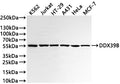 Western Blot
Positive WB detected in: K562 whole cell lysate(30µg) , Jurkat whole cell lysate(30µg) , HT-29 whole cell lysate(30µg) , A431 whole cell lysate(30µg) , HeLa whole cell lysate(30µg) , MCF-7 whole cell lysate(30µg) 
All lanes: DDX39B antibody at 1:1000
Secondary
Goat polyclonal to rabbit IgG at 1/40000 dilution
Predicted band size: 49 kDa
Observed band size: 55 kDa
Exposure time：1min