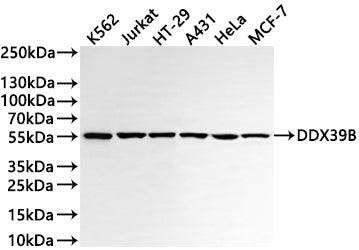 Western Blot
Positive WB detected in: K562 whole cell lysate(30µg) , Jurkat whole cell lysate(30µg) , HT-29 whole cell lysate(30µg) , A431 whole cell lysate(30µg) , HeLa whole cell lysate(30µg) , MCF-7 whole cell lysate(30µg) 
All lanes: DDX39B antibody at 1:1000
Secondary
Goat polyclonal to rabbit IgG at 1/40000 dilution
Predicted band size: 49 kDa
Observed band size: 55 kDa
Exposure time：1min