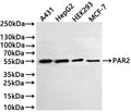 Western Blot
Positive WB detected in: A431 whole cell lysate(30µg) , HepG2 whole cell lysate(30µg) , HEK293 whole cell lysate(30µg) , MCF-7 whole cell lysate(30µg) 
All lanes: PAR2 antibody at 1:1000
Secondary
Goat polyclonal to rabbit IgG at 1/40000 dilution
Predicted band size: 44 kDa
Observed band size: 55 kDa
Exposure time：3min