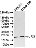 Western Blot
Positive WB detected in: HEK293 whole cell lysate(30µg) , COLO-205 whole cell lysate(30µg) 
All lanes: UFC1 antibody at 1:1000
Secondary
Goat polyclonal to rabbit IgG at 1/40000 dilution
Predicted band size: 19 kDa
Observed band size: 19 kDa
Exposure time：3min