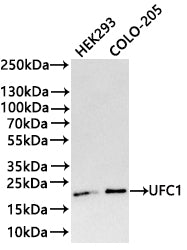 Western Blot
Positive WB detected in: HEK293 whole cell lysate(30µg) , COLO-205 whole cell lysate(30µg) 
All lanes: UFC1 antibody at 1:1000
Secondary
Goat polyclonal to rabbit IgG at 1/40000 dilution
Predicted band size: 19 kDa
Observed band size: 19 kDa
Exposure time：3min