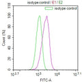 Overlay Peak curve showing HepG2 cells stained with CSB-RA993143A0HU (red line) at 1:100. The cells were fixed in 4% formaldehyde and permeated by 0.2% TritonX-100. Then 10% normal goat serum to block non-specific protein-protein interactions followed by the antibody (1ug/1*10 6 cells) for 45min at 4℃. The secondary antibody used was FITC-conjugated Goat Anti-rabbit IgG(H+L) at 1:200 dilution for 35min at 4℃.Control antibody (green line) was rabbit IgG (1ug/1*10 6 cells) used under the same conditions.